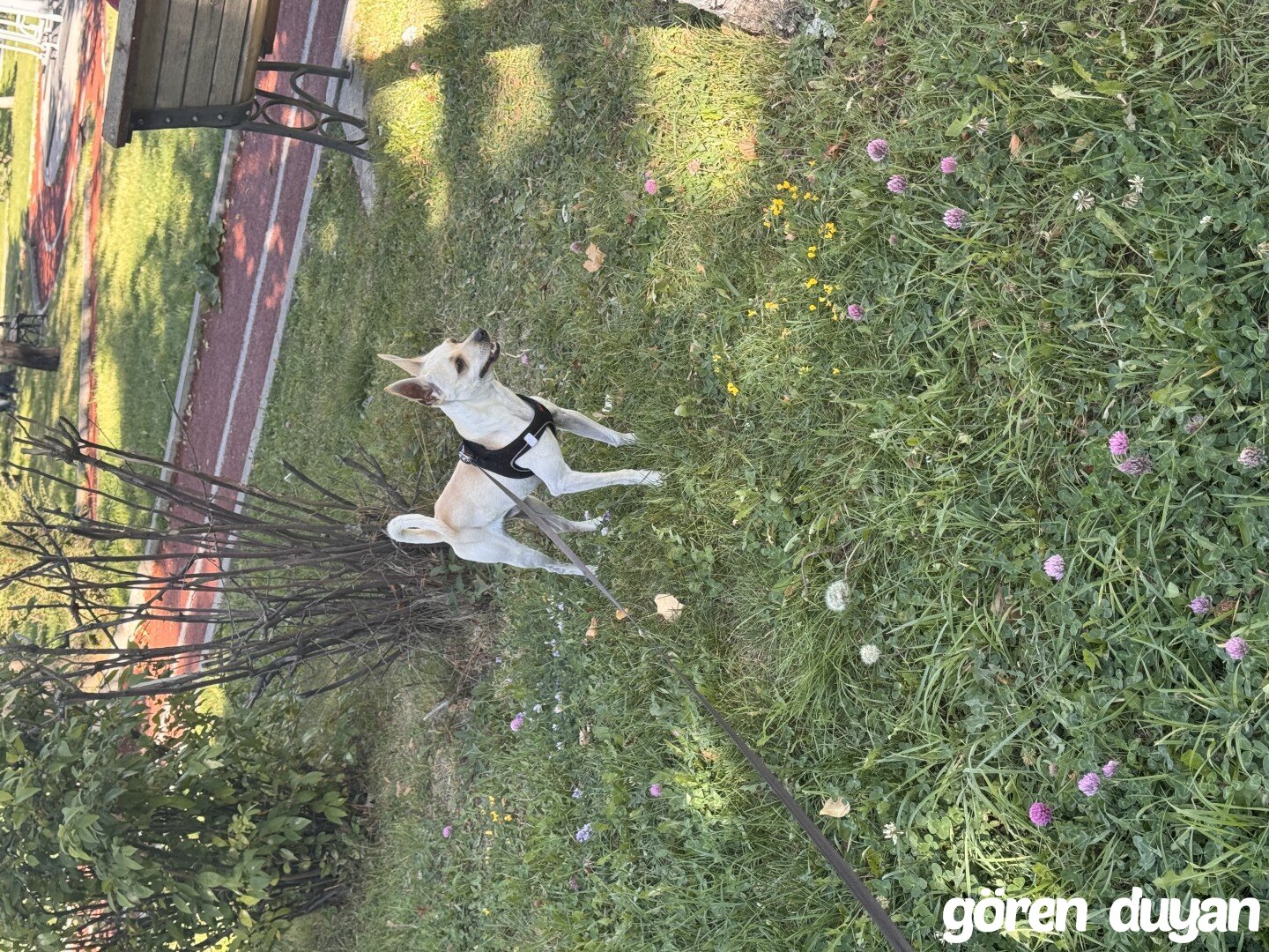 Kayıp köpek Şiva