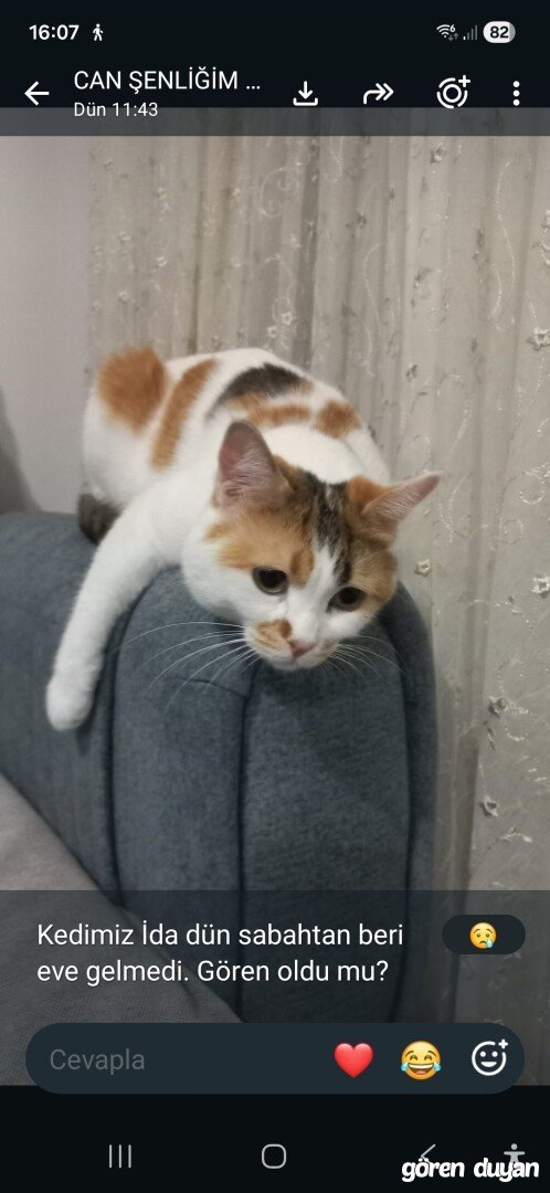 Kayıp kedi - Edremit Balıkesir