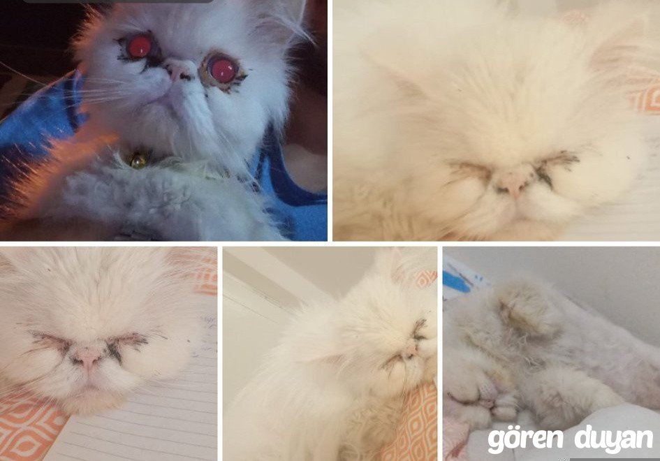 Kayıp Kedi Buca İscievleri