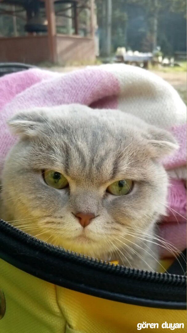 Kayıp kedi gaziosmanpaşa sarıgöl mah.