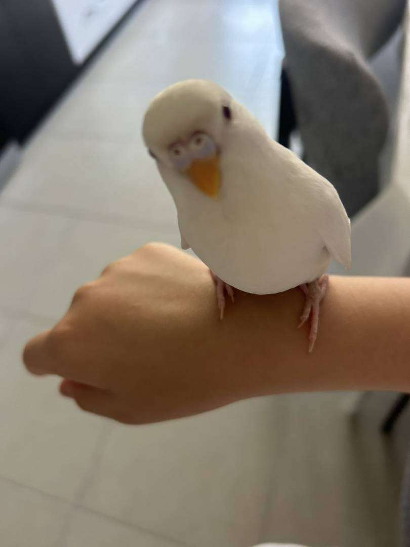 beyaz kuş muhabbet kuşu albino saat öğle arası kayboldu