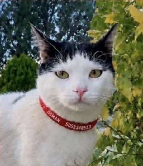 KAYIP KEDİ - BALIKESİR MERKEZ - TOKİ