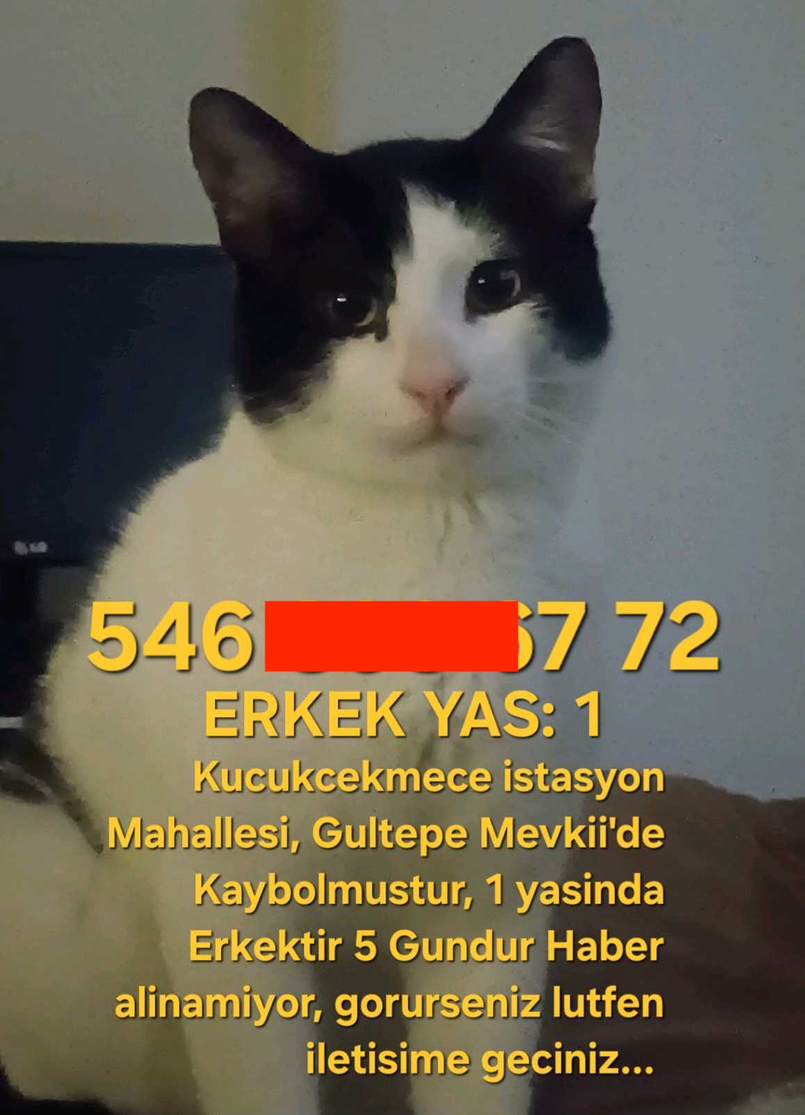 KUCUKCEKMECE Istasyon Mah KAYIP KEDI