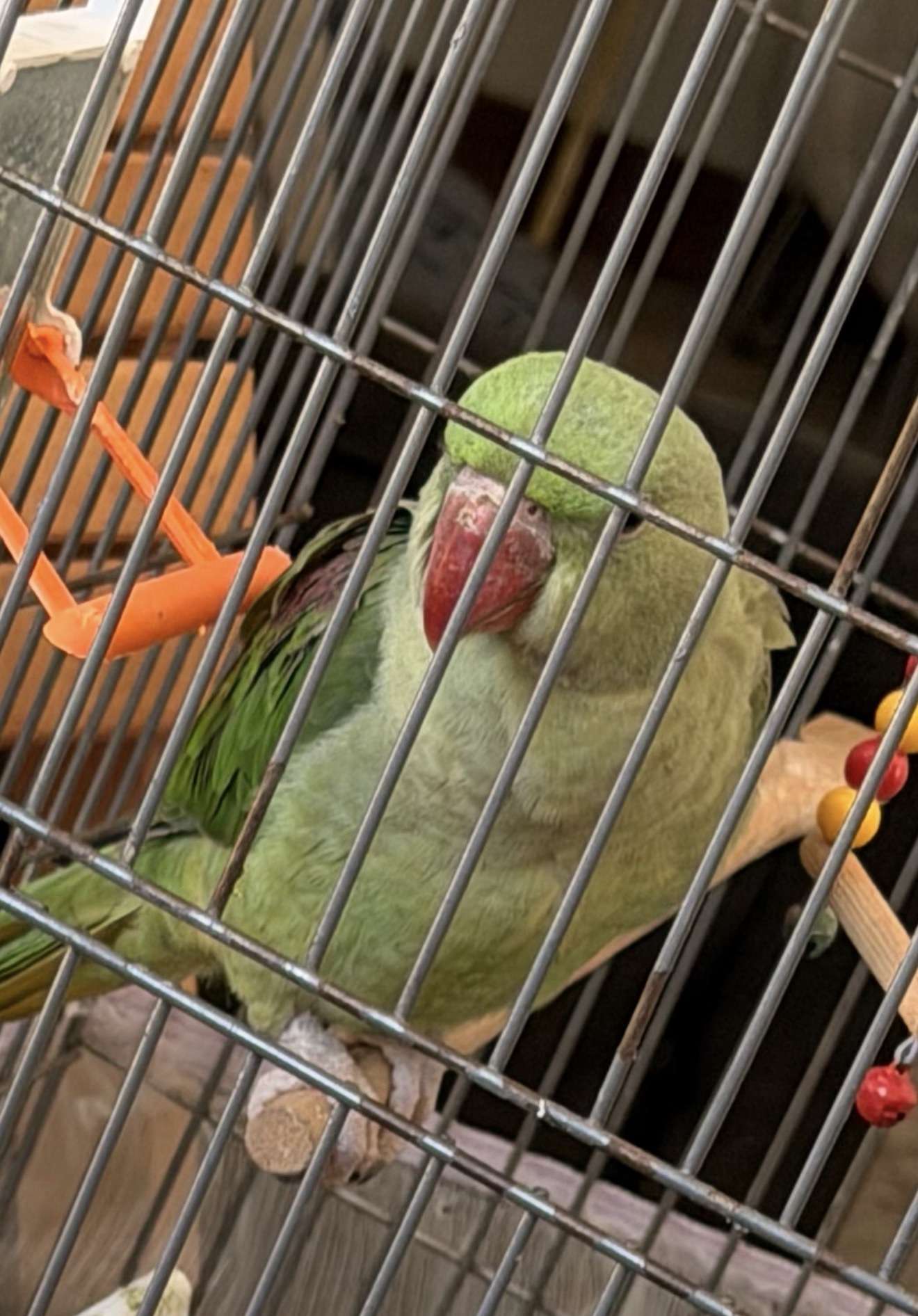KAYIP ALEKSANDIR PAPAGAN 🦜 BULANA 20 Milyar Elden Nakit Vereceğim Lütfen İletişime Geçin