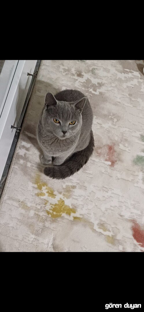 Kayıp kedi islahiye ödüllü