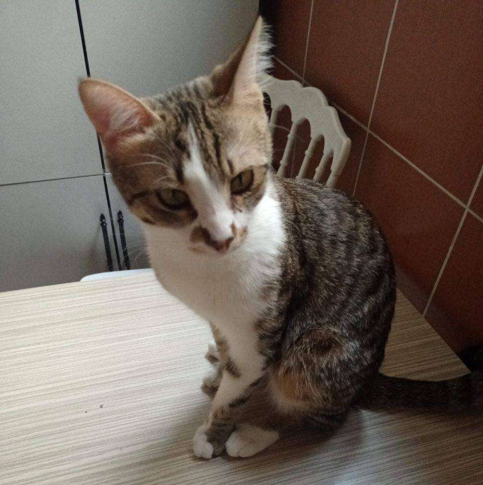 Kayıp Kedi (21.06.2026)