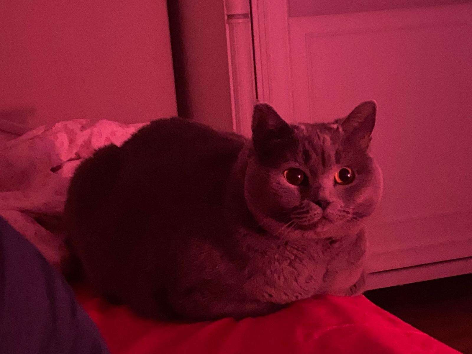 Kayıp kedi - Ankara