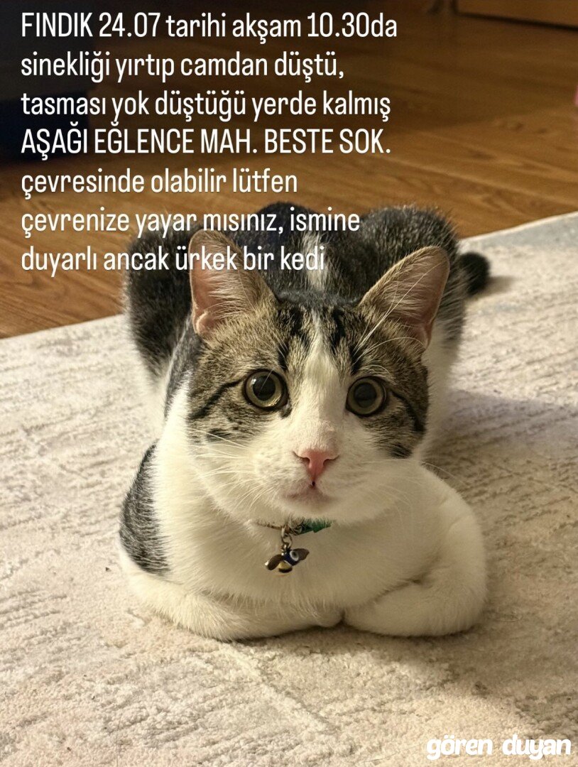 kayıp kedi-ankara aşağı eğlence/etlik