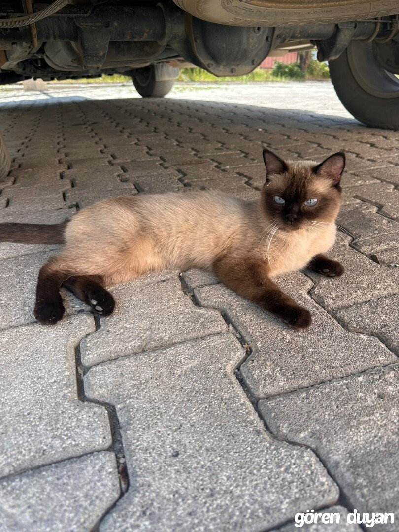 Sahibi Aranıyor: Kedi (26.07.2026)