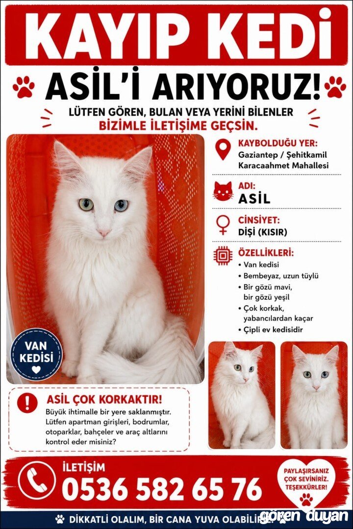 Beyaz Van kedisi