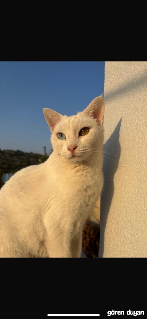 Kayıp kedi - hatay antakya