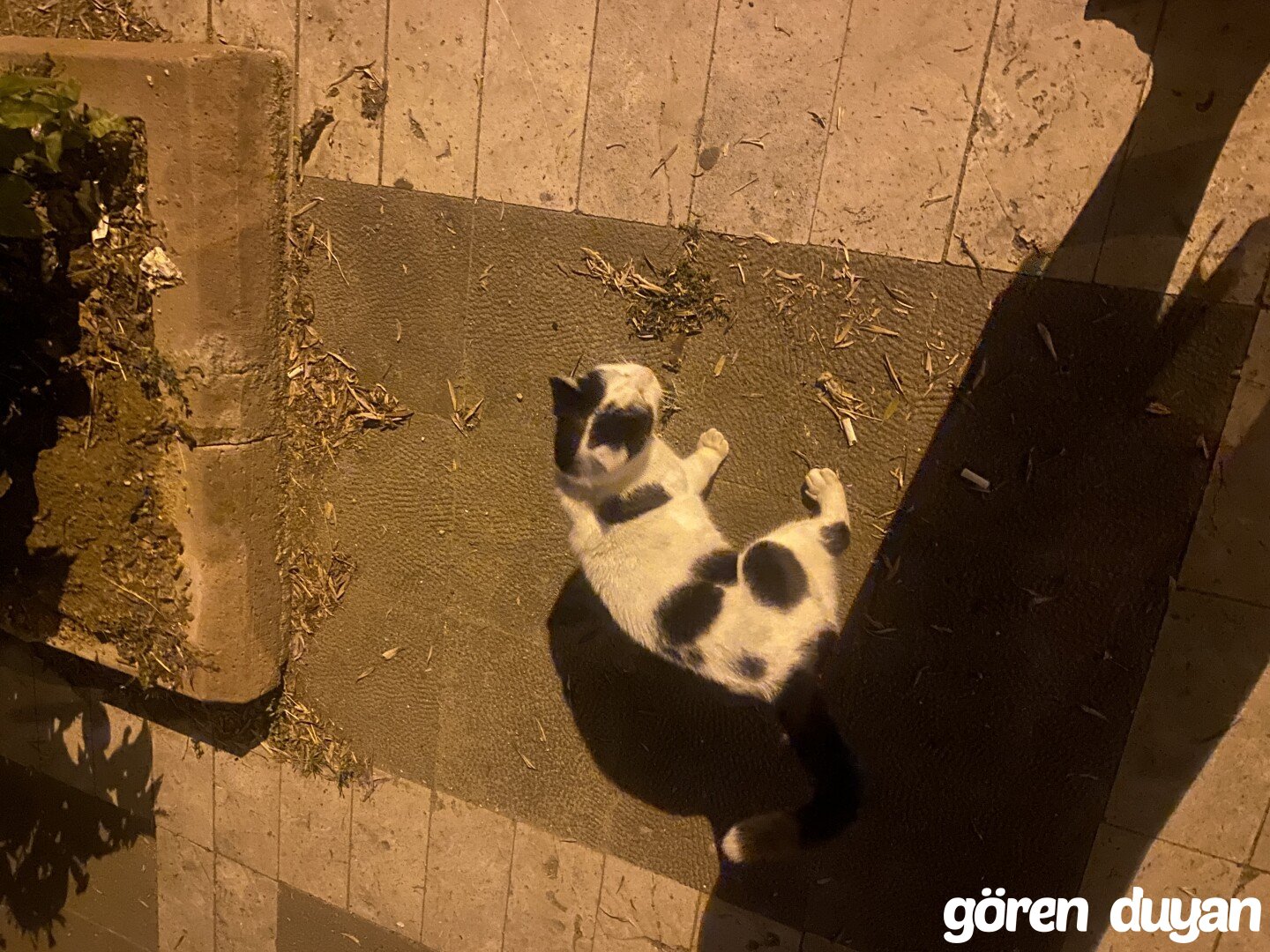 Sahibi Aranıyor: Kedi (26.07.2026)