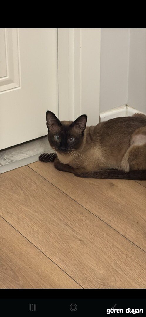 Kayıp Kedi (24.07.2026)
