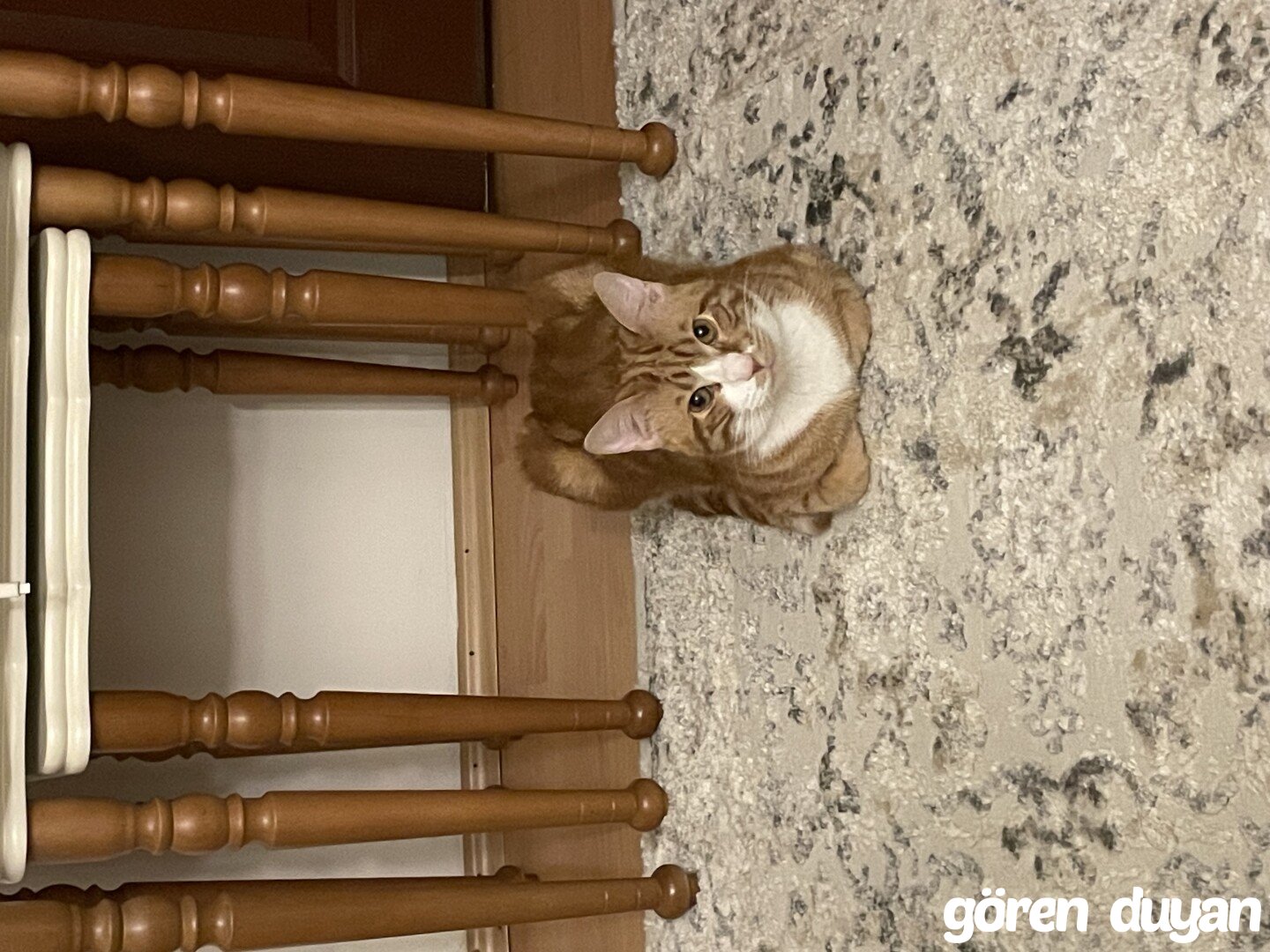 Kayıp Kedi Bahçelievler