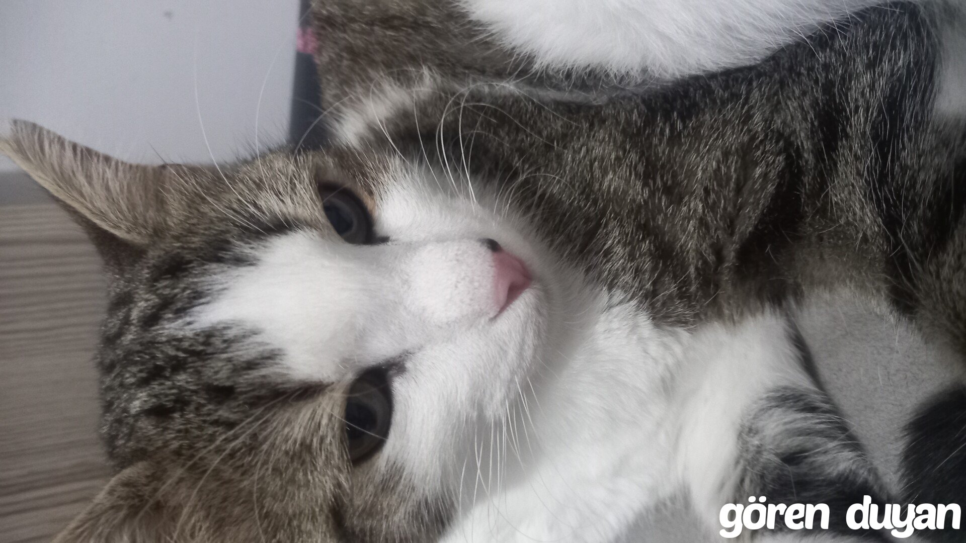 Kayıp kedi izmir/seferihisar