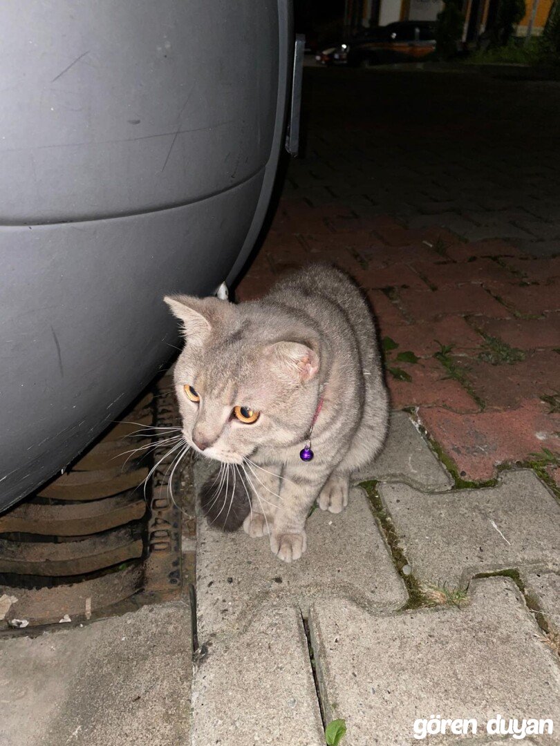 Rize Hayrat Toki Kayıp kedi