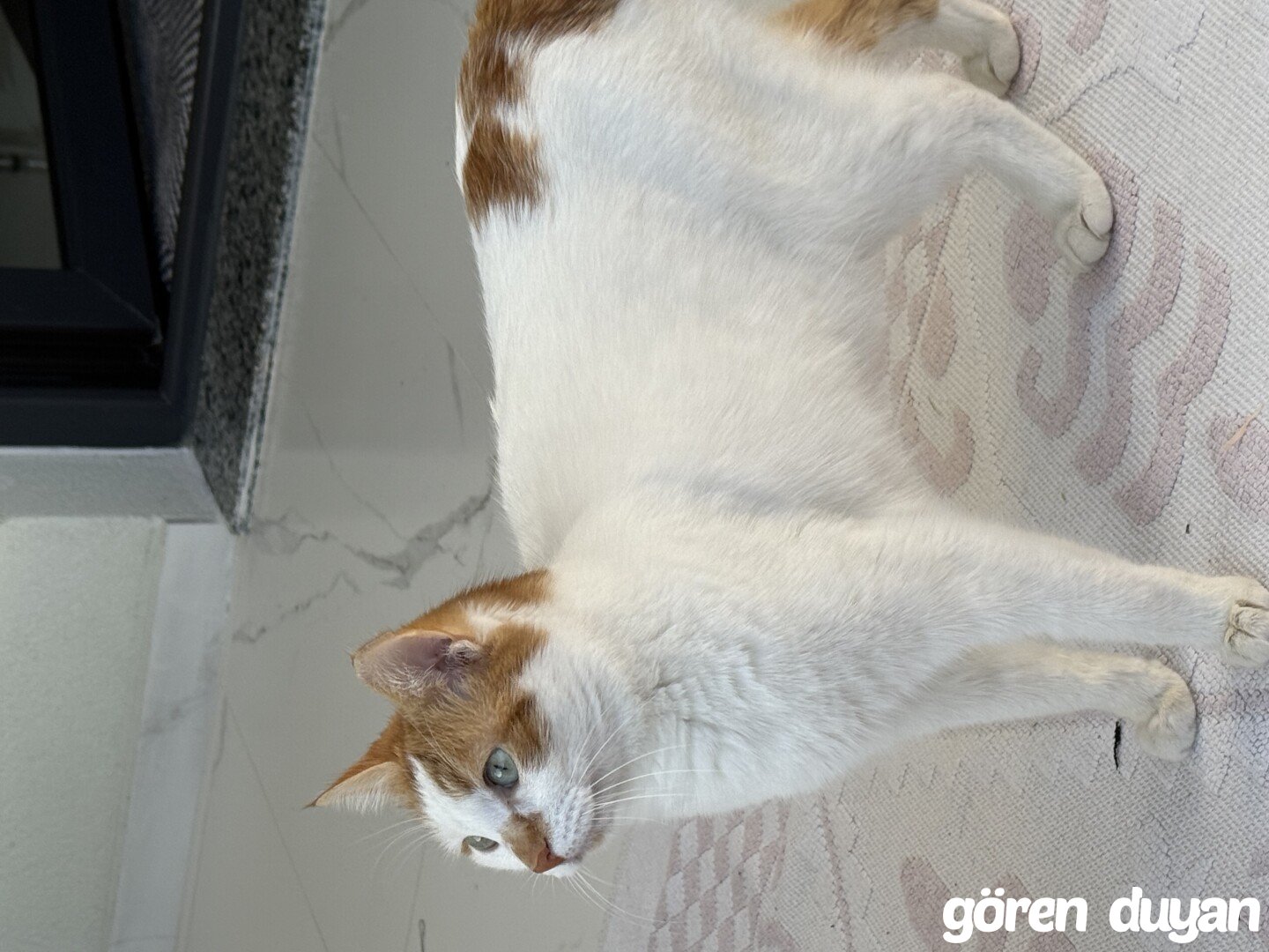 Kayıp Kedi (29.07.2026)