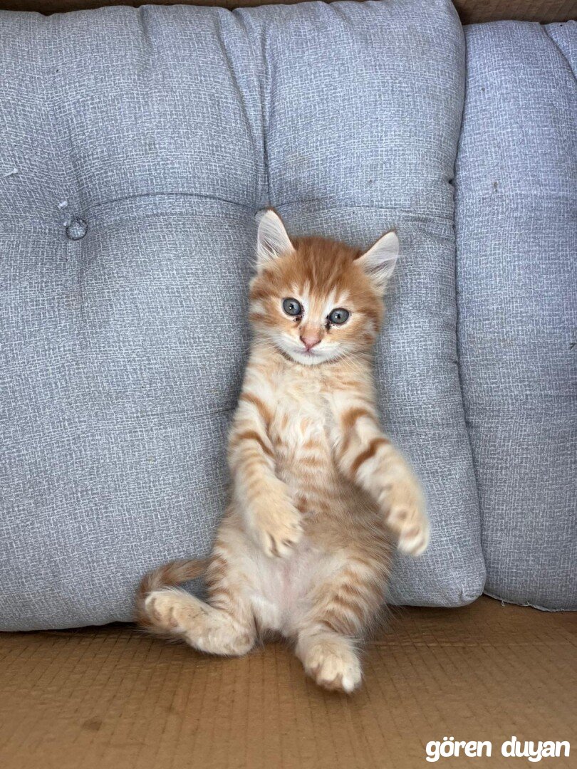 Kayıp Kedi (19.07.2026)