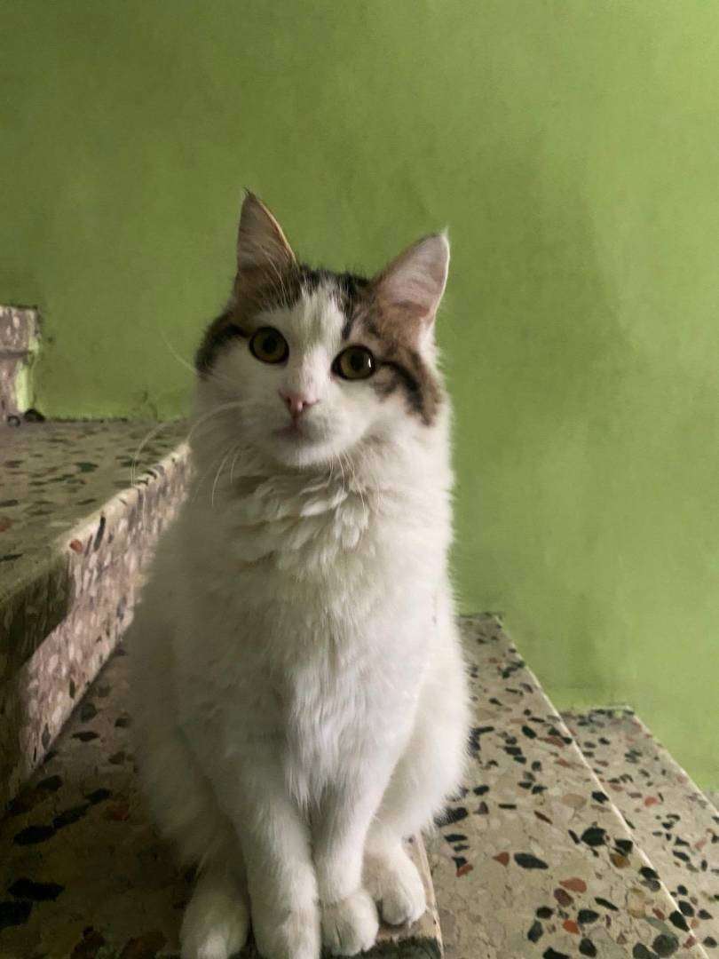 Kayıp Kedi (24.07.2026)