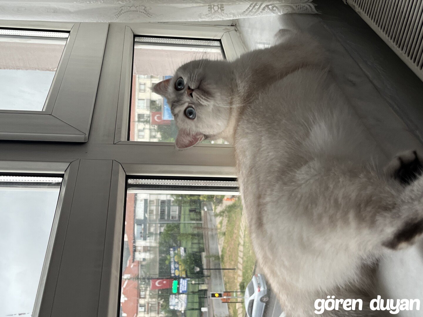 kayıp beyaz mavi gözlü British kedi Ankara çankaya