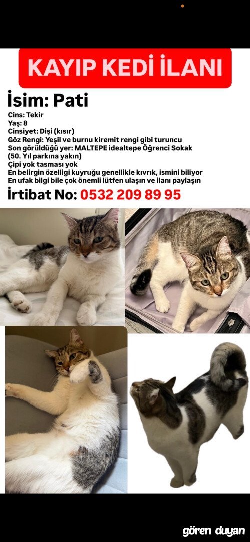 KAYIP KEDİ “PATİ” MALTEPE - İdealtepe