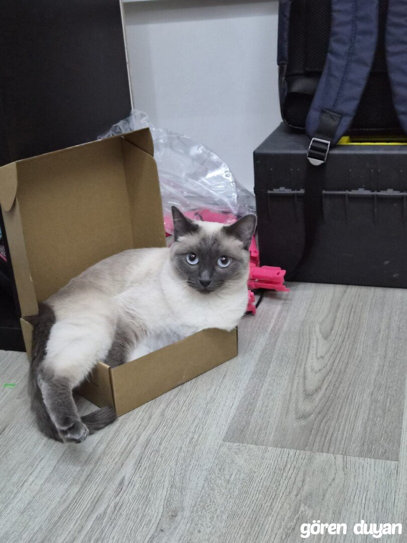 Kayıp kedi batıkent