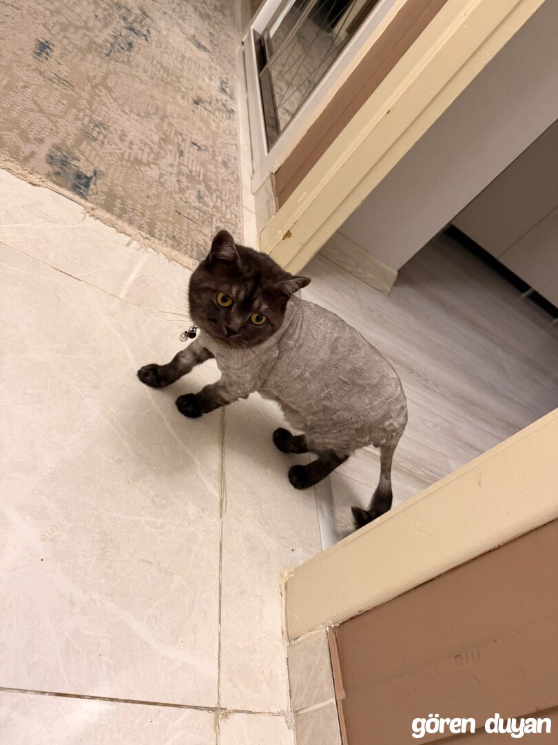 Üsküdar kayıp kedi