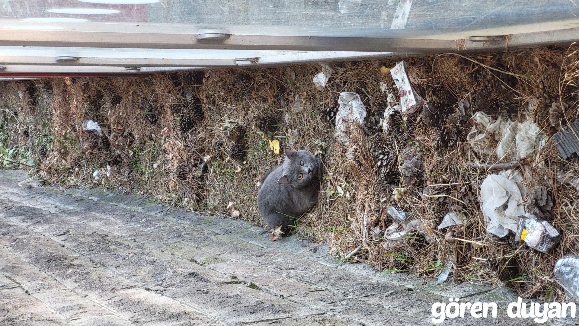 Kayıp Kedi Sıhhiye