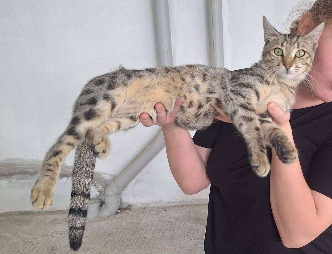 Kayıp Kedi (31.07.2026)