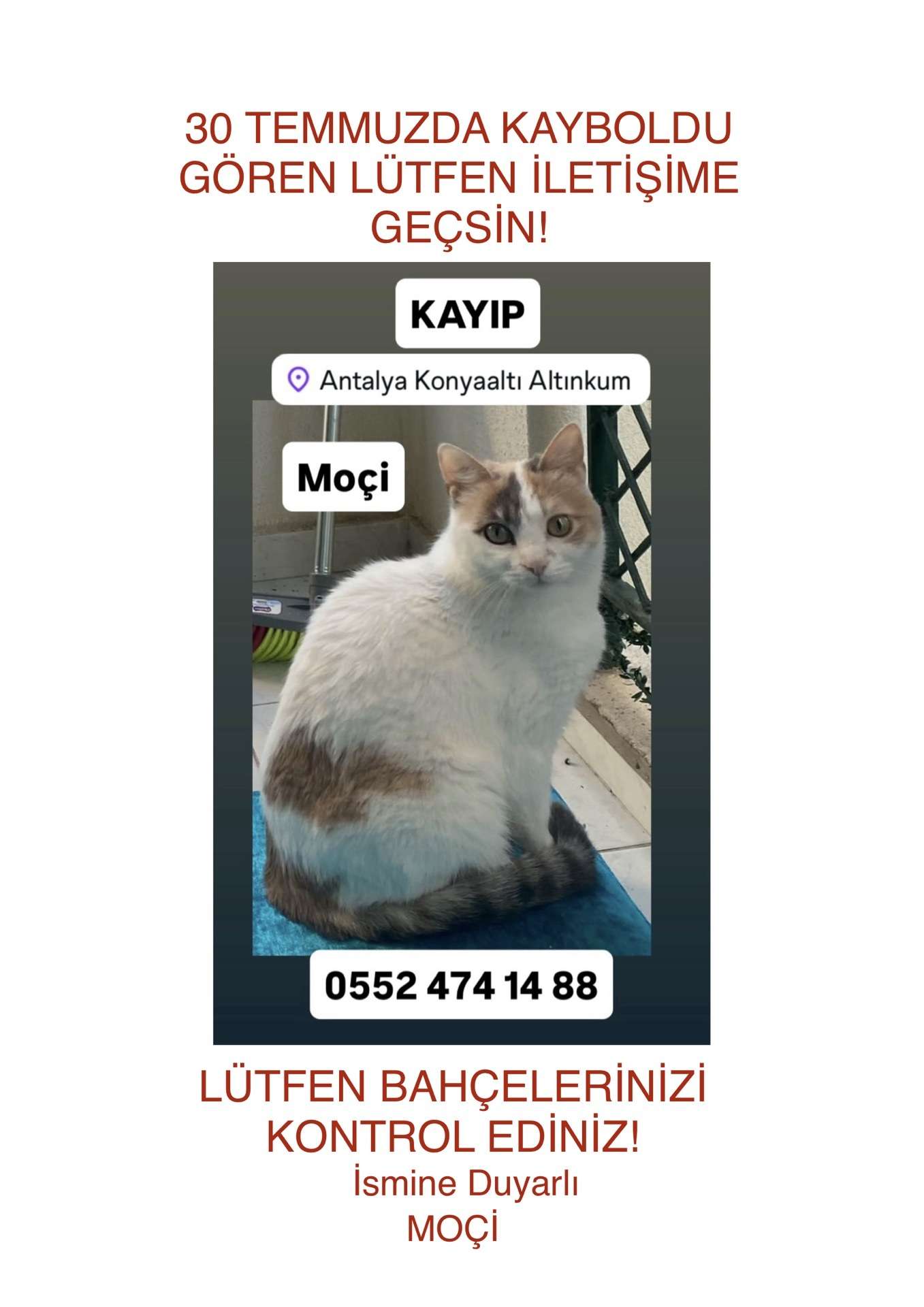 KAYIP KEDİ ANTALYA KONYAALTI ALTINKUM ismi MOÇİ