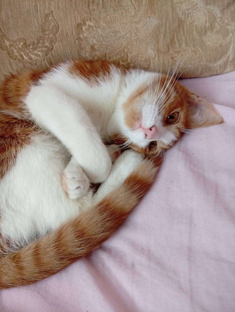 kayıp kedi