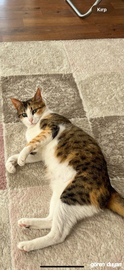 Kayıp Kedi, Menderes/İzmir