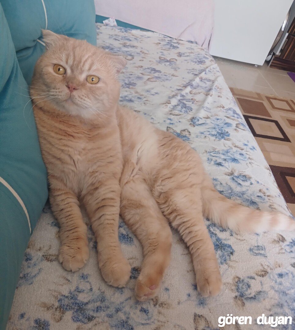 Kayıp kedi Malatya Karagöz toki