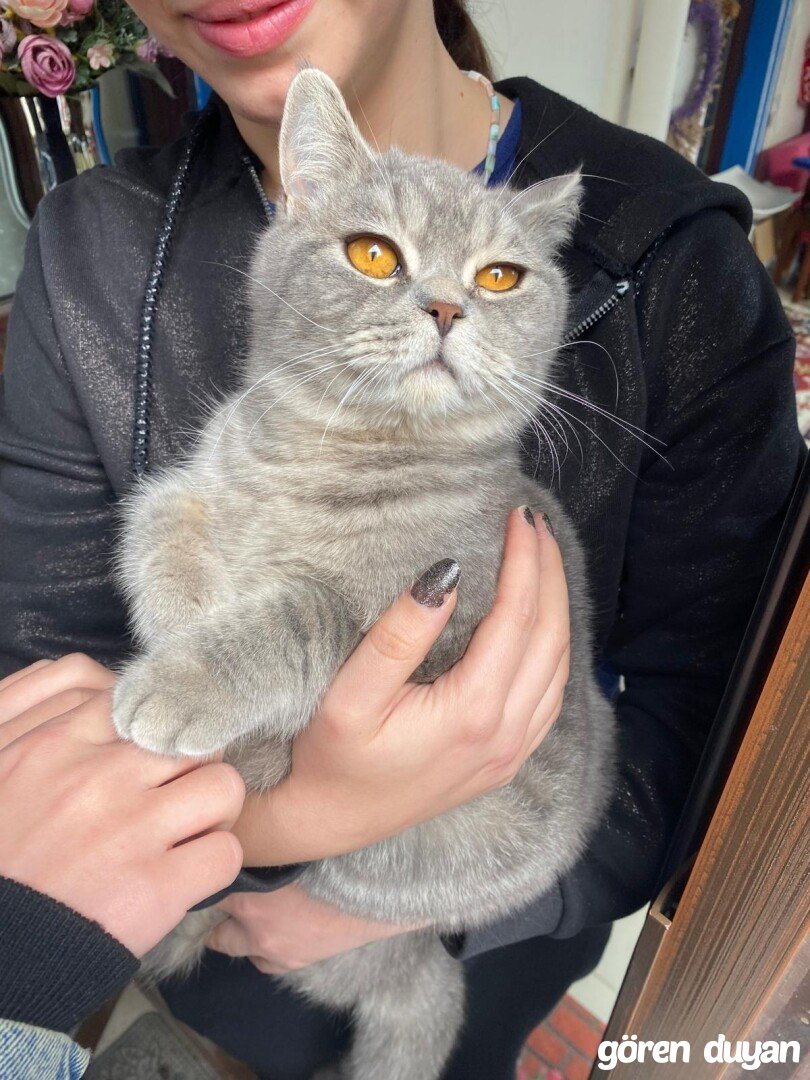 Kayıp kedi-Serdivan
