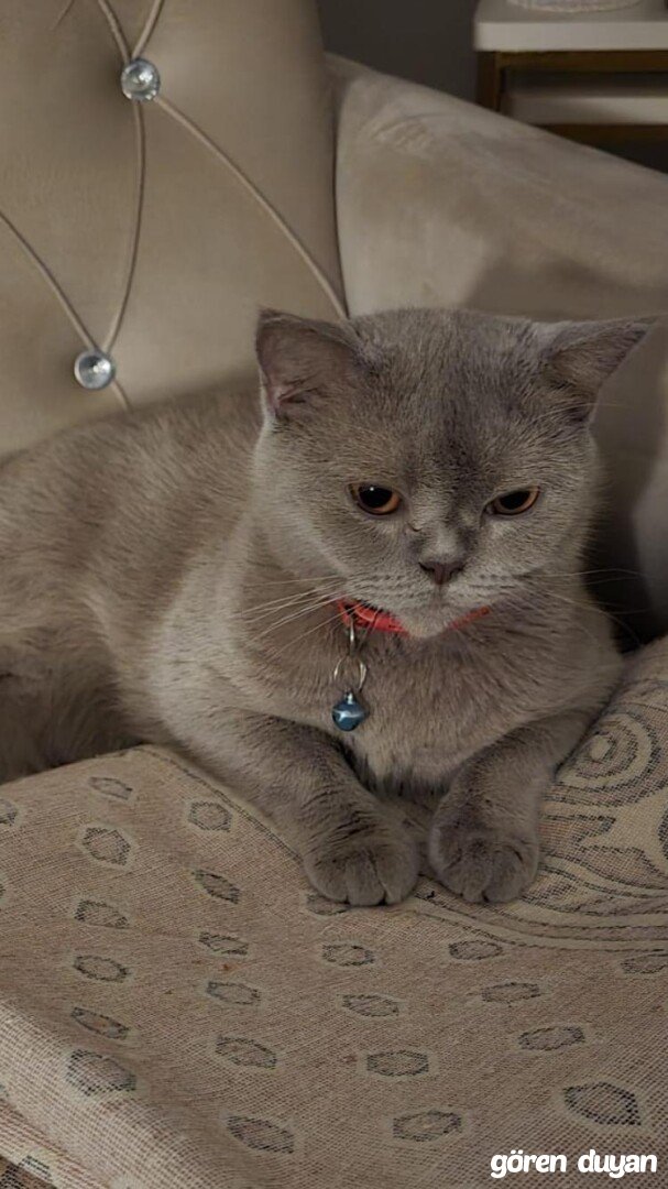 Osmangazi mahallesi şentepe cami yakını kayıp kedi