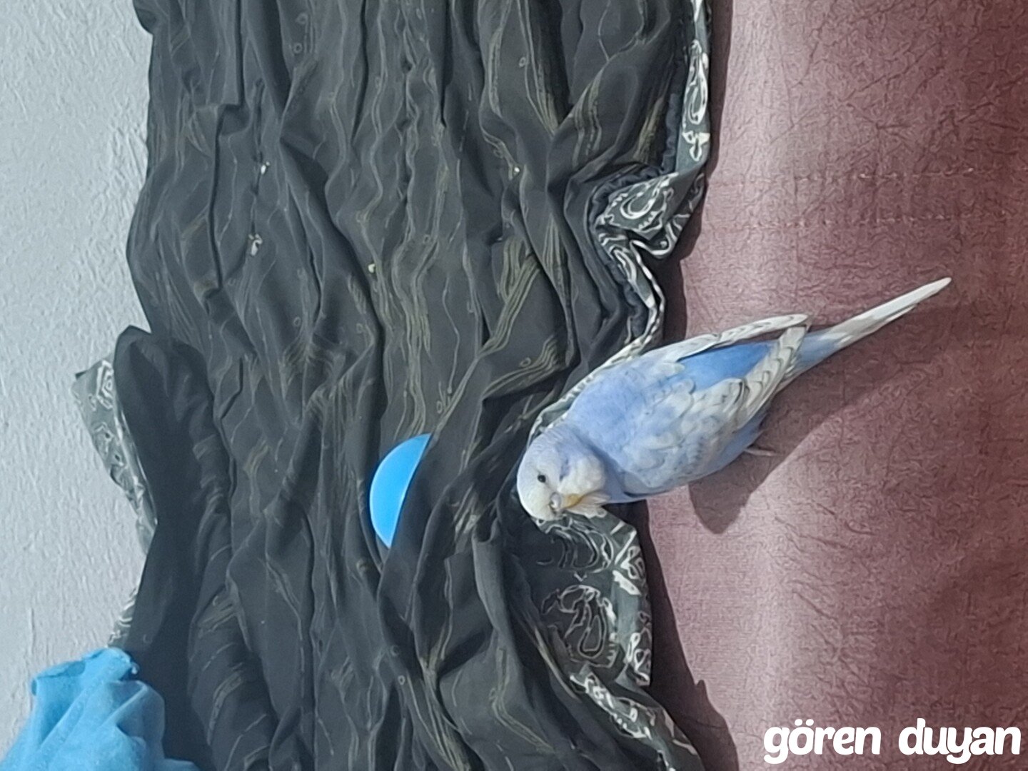 Kocseli İzmit erenler kayıp muhabbet kuşu