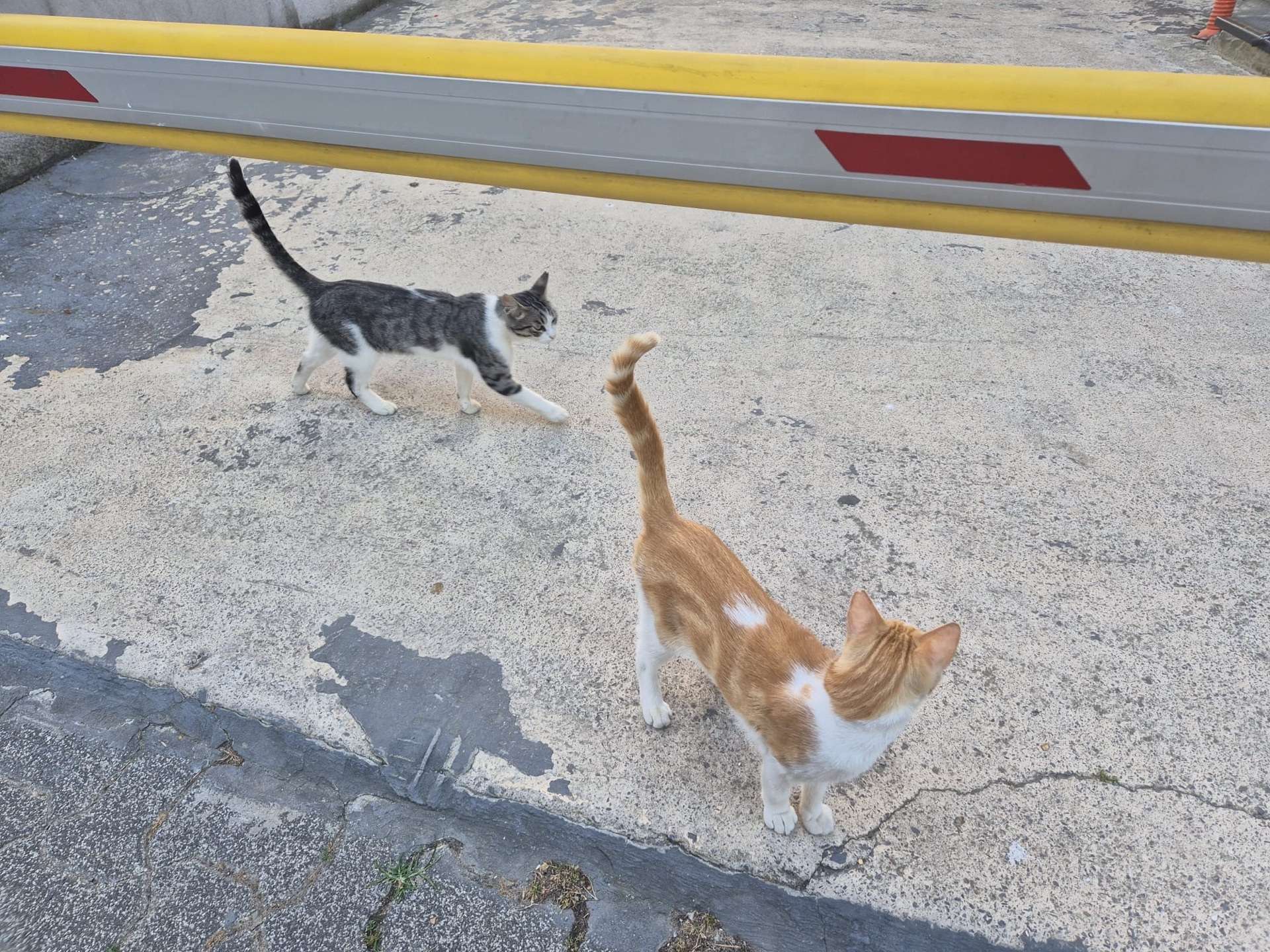 Afacan isimli kedim kayıp