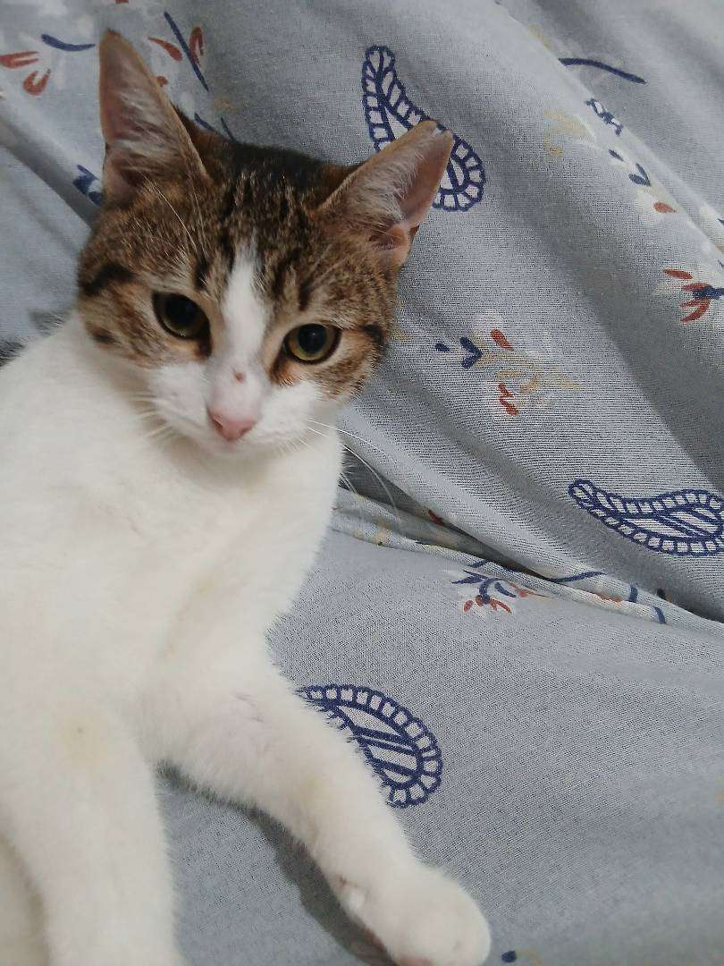 KAYIP SOKAK KEDİSİ BONCUK