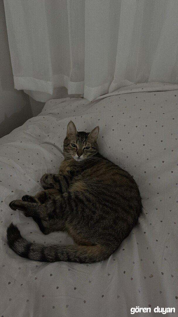 KAYIP KEDİMİZ