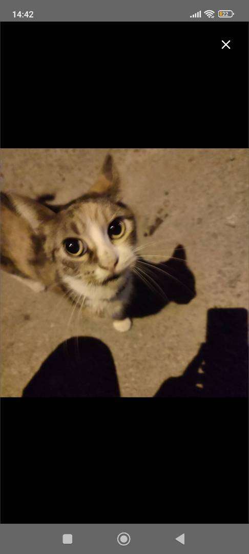 tasmalı kedi sokakta yaşıyor