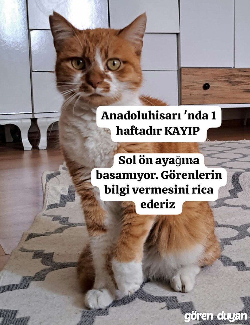 Kayıp Kedi Anadolu Hisarı