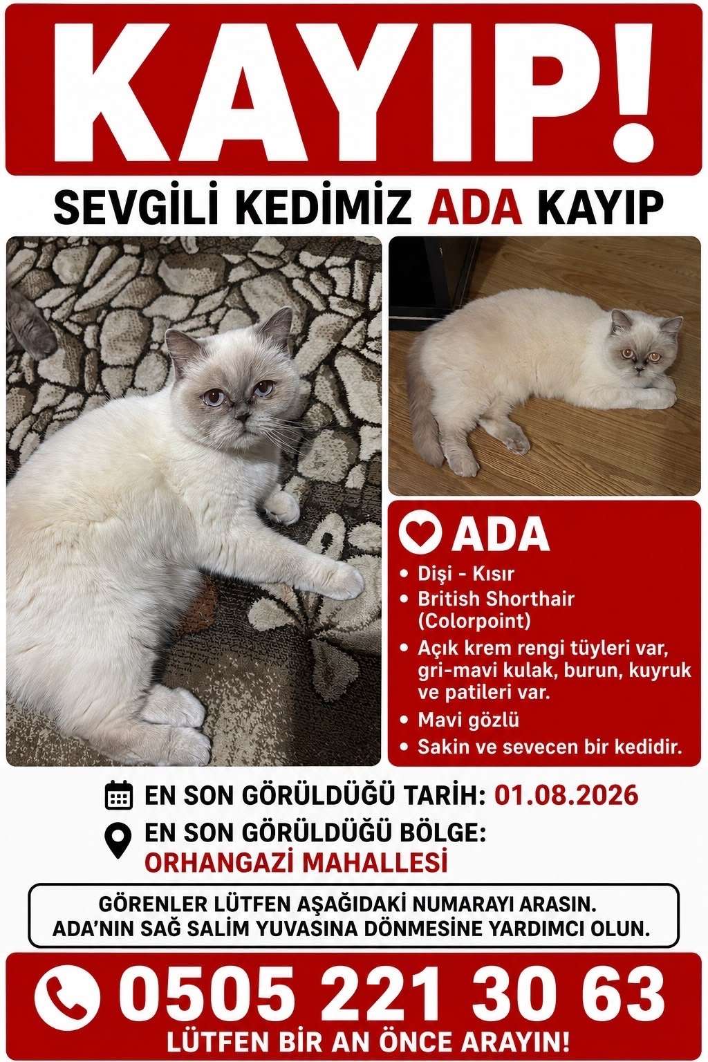 İstanbul Sultanbeyli Orhangazi mahallesi kedimiz kayboldu