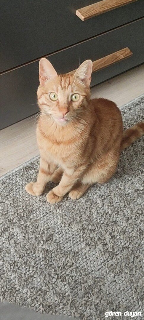 Kastamonu-kayıp kedi