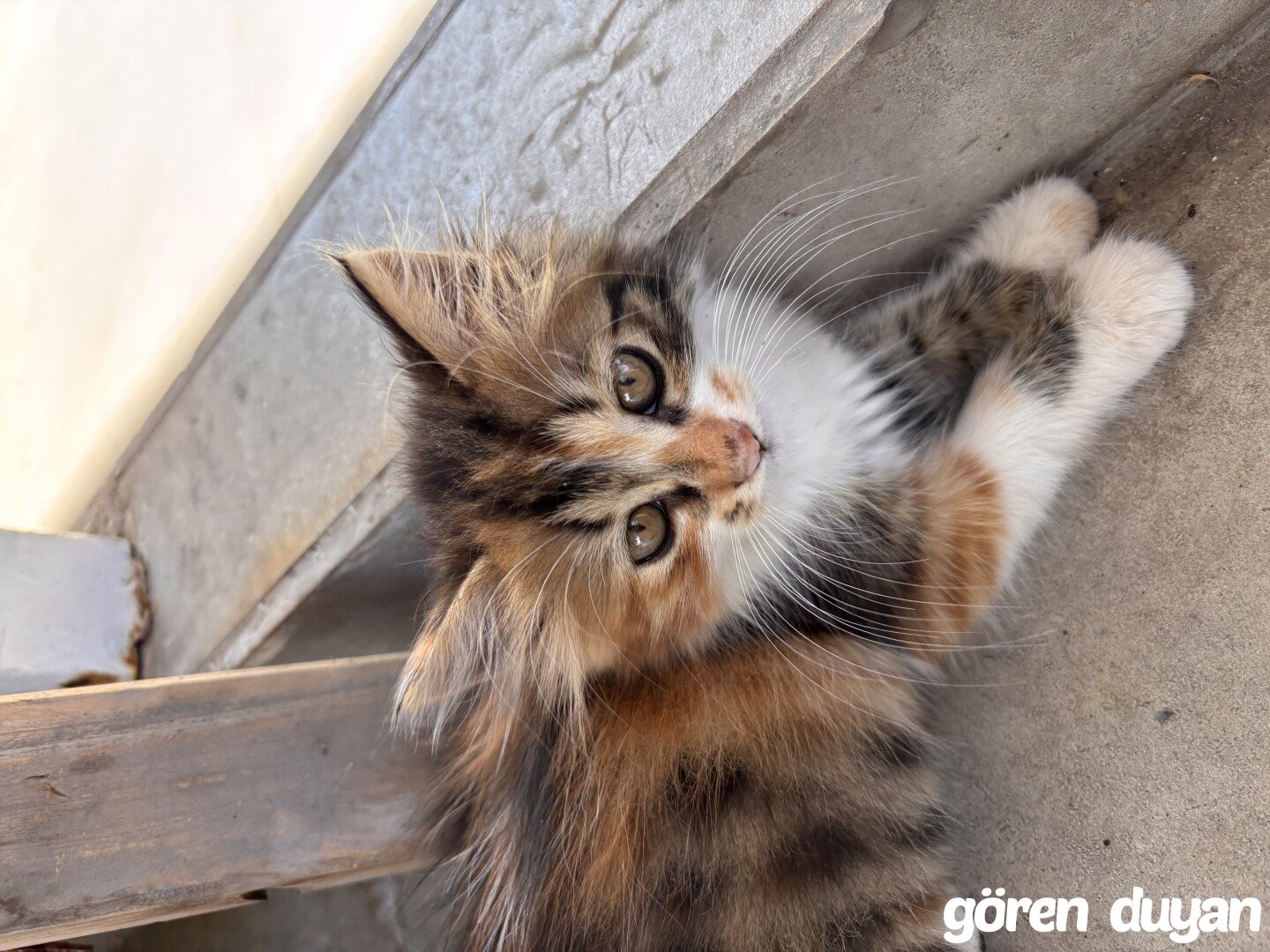 Kayıp kedi
