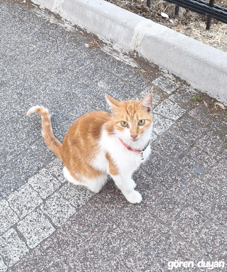 Sahibi aranıyor Bakırköy