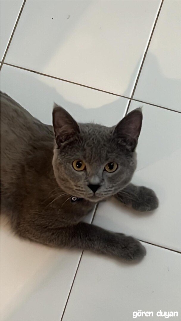 Ankara kayıp kedi büyük edat