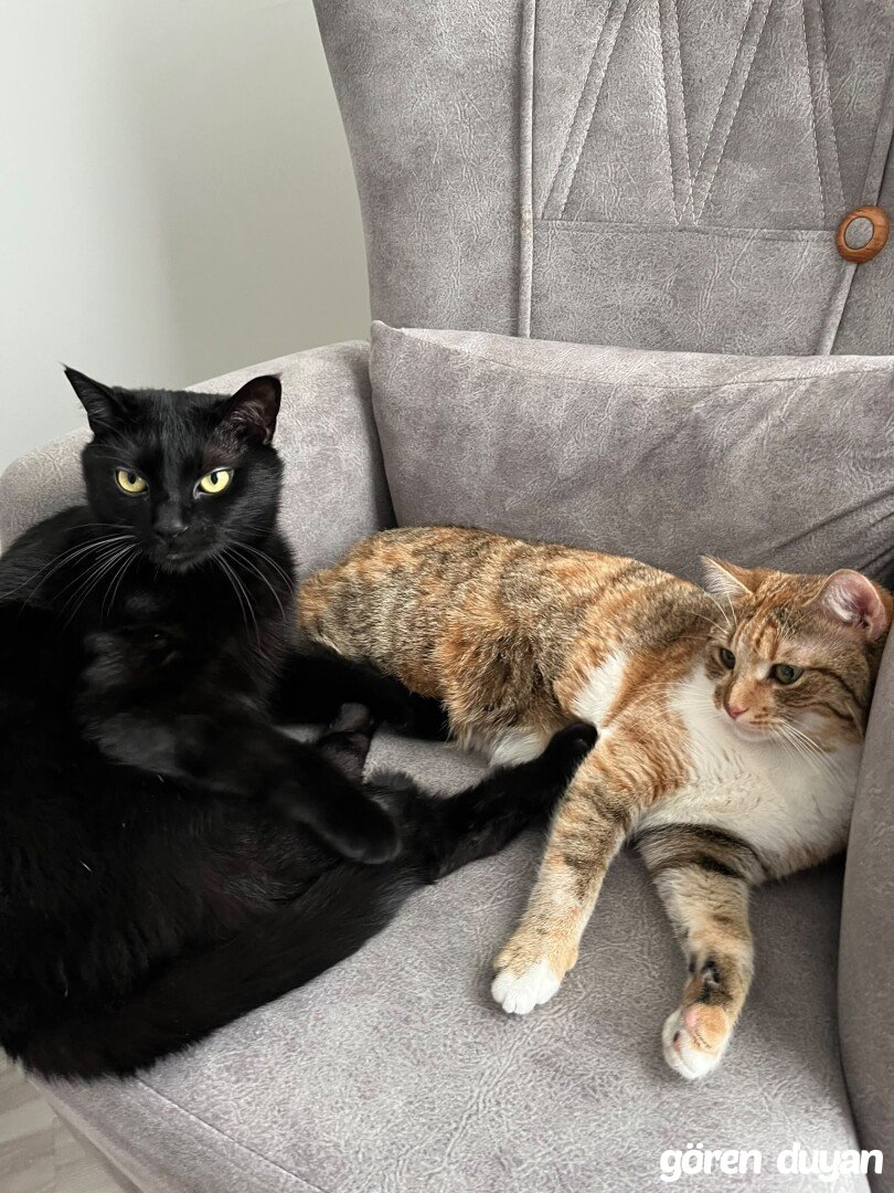 Kayıp Kedi Afyonkarahisar Park Afyon yakını