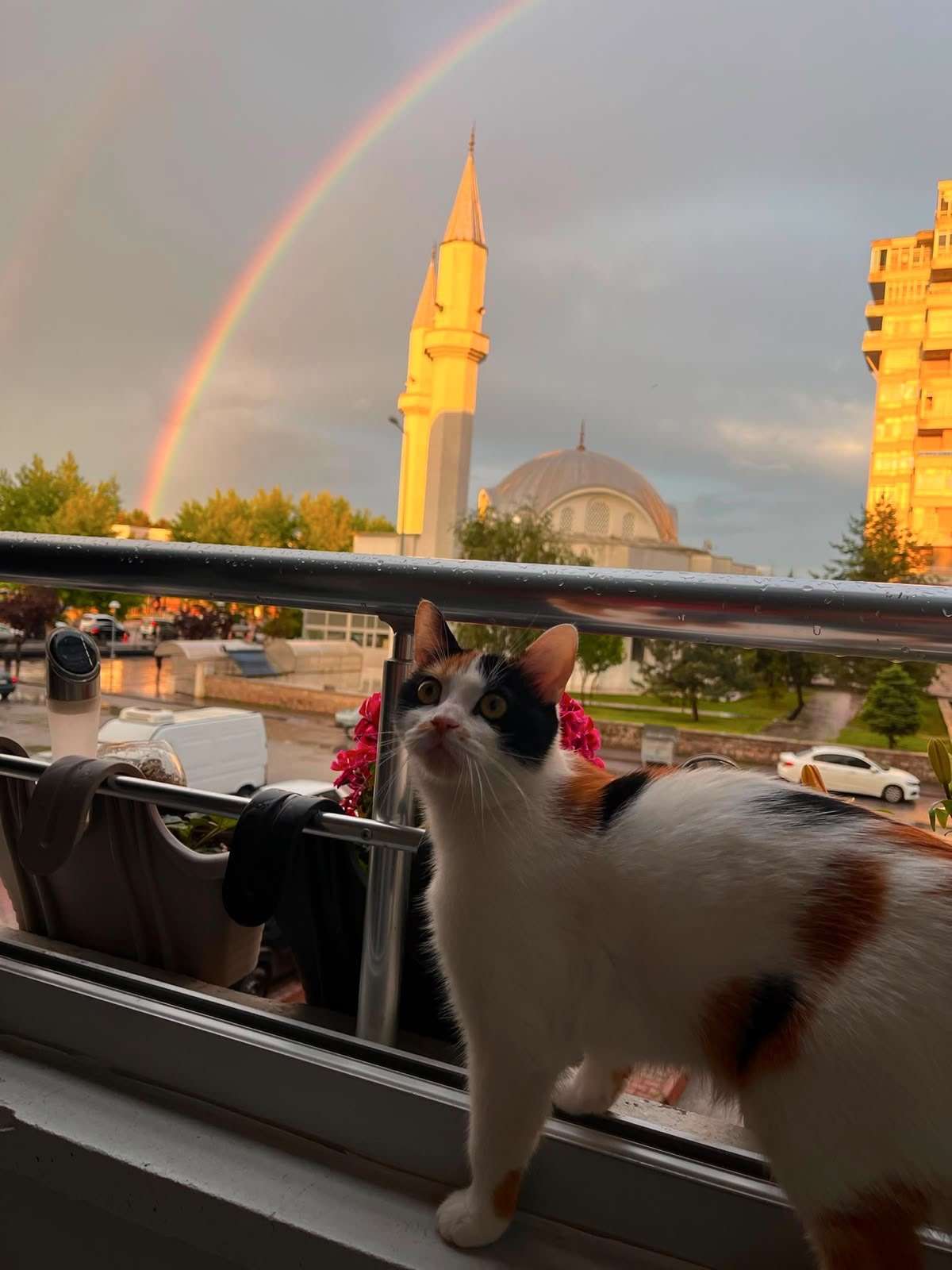 Kedimiz Nazlı kayıp