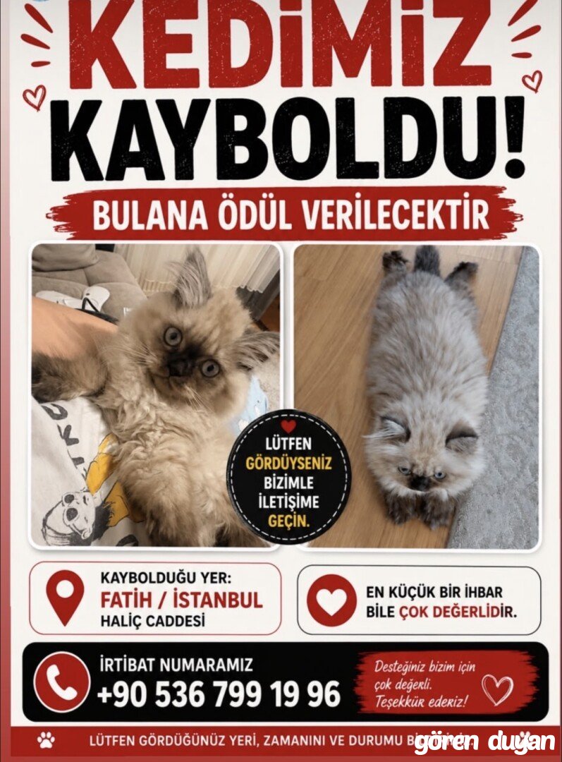 Kayıp kedi İstanbul Fatih