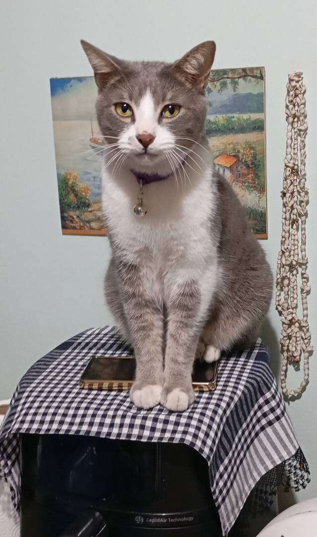 KAYIP EV KEDİSİ